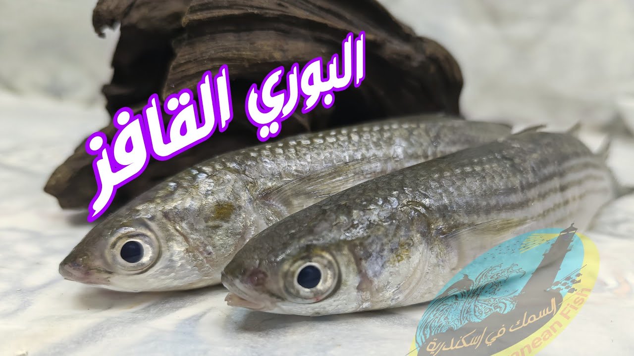 ما هو سمكة البوري الجران ؟؟ و الفرق بينه و بين الأصفر ودن و بين السهلية