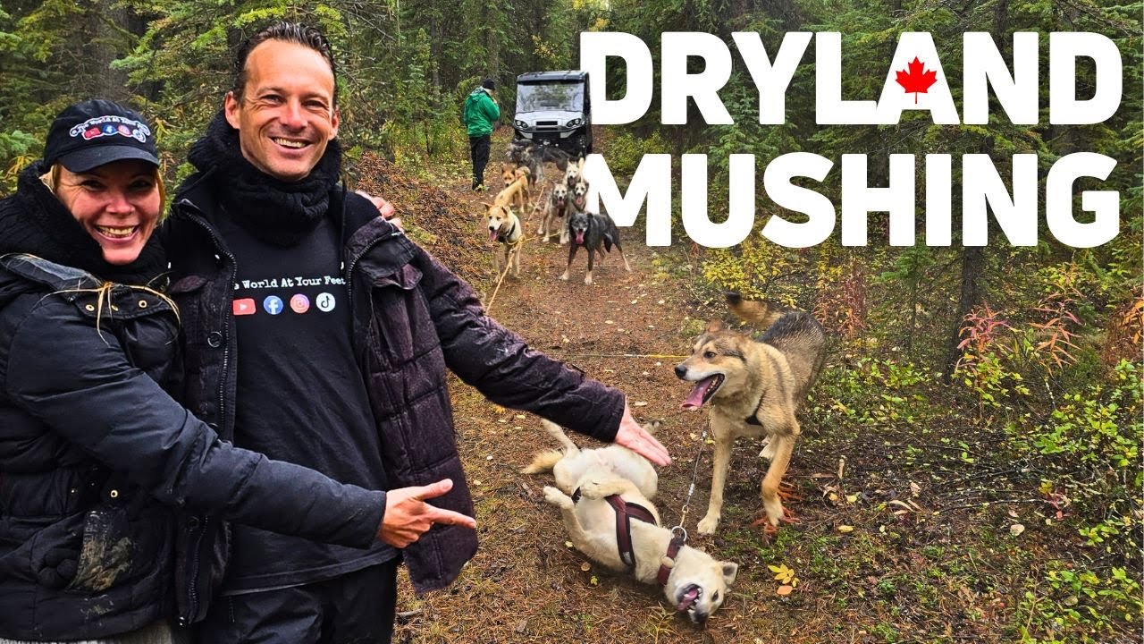 What is Dryland Mushing? - Summer Dog Sledding