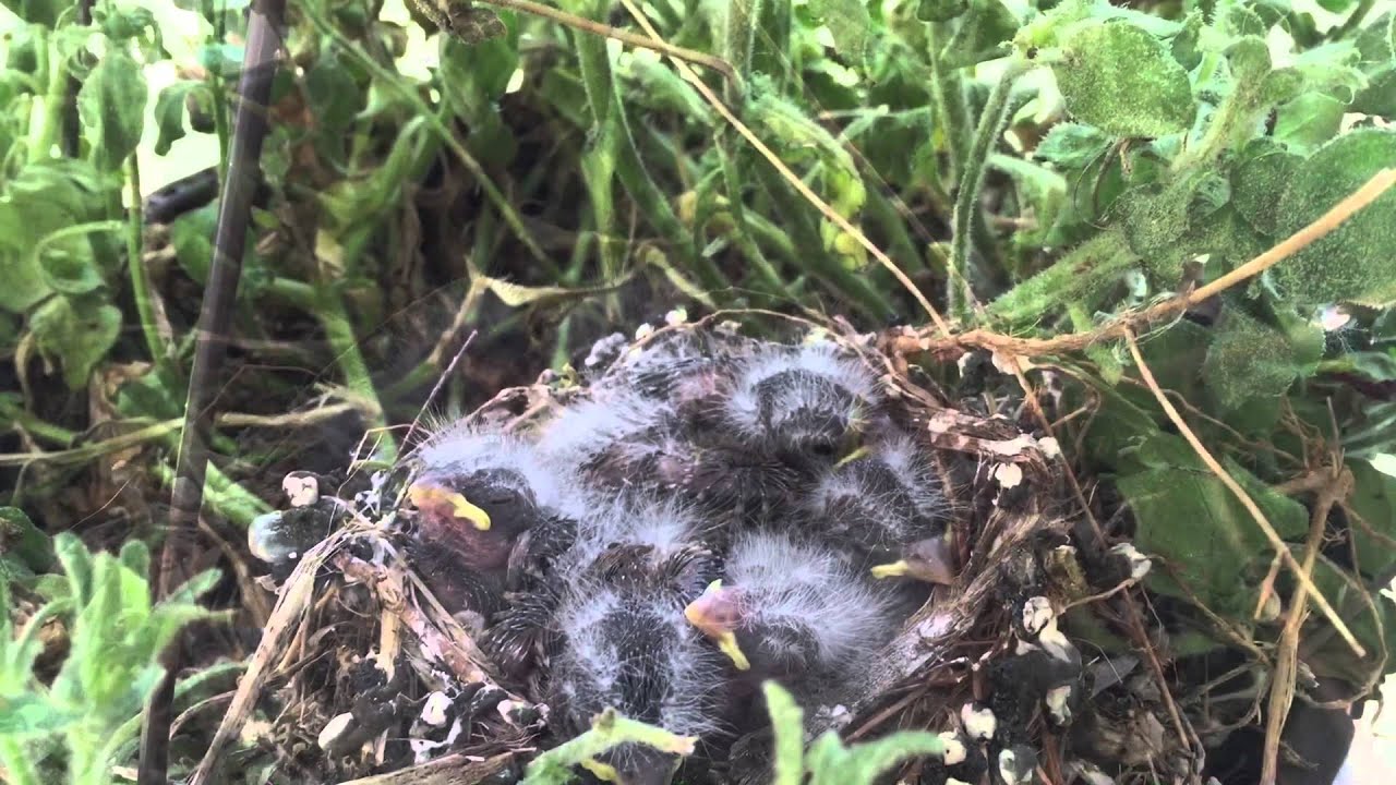 House Finches from hatching to taking flight in two weeks