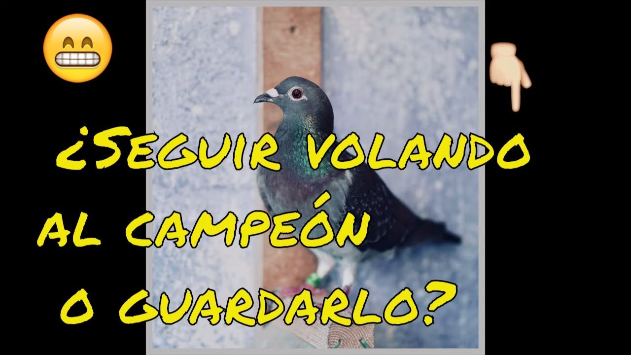 Palomas mensajeras & Colombofília.🤔¿Seguir volando al campeón o guardarlo? 🤔