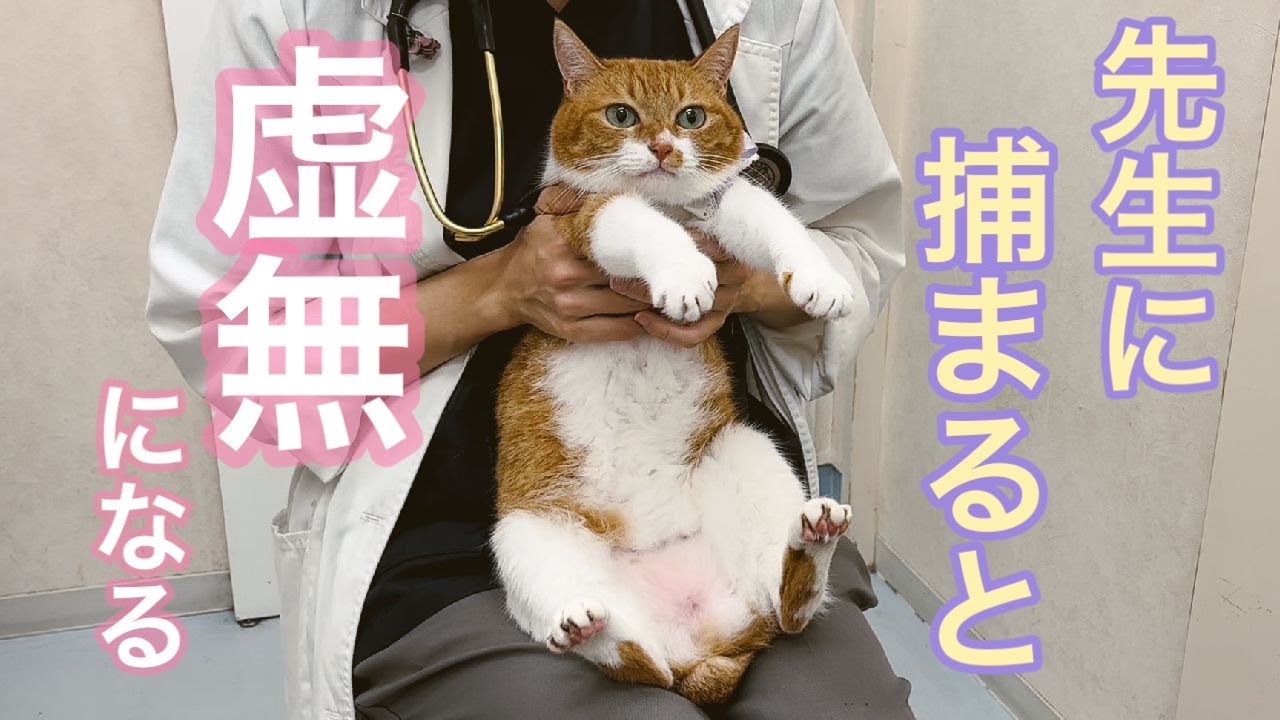 先生につかまると、虚無になるこにゃん4歳おめでとう【こにゃんの日常】