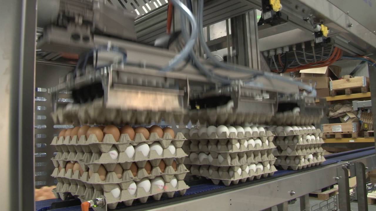 ANT12 Hatching Egg inspection line _ testrun by Kletec
