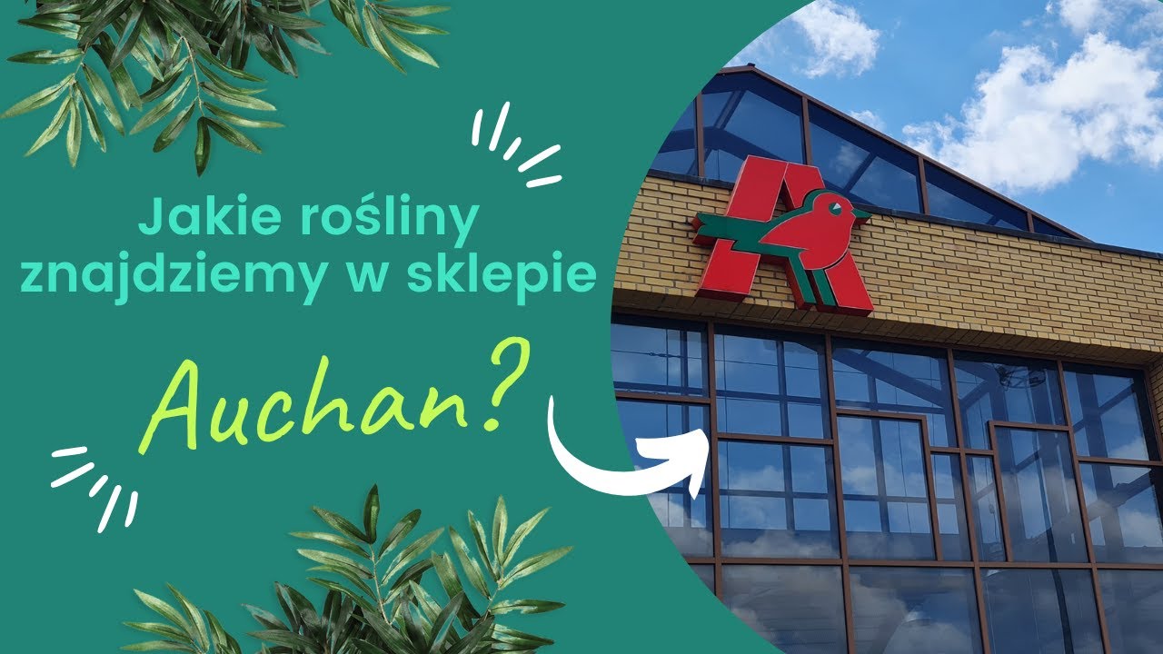 Jakie rośliny oferuje sklep Auchan? #roślinydomowe