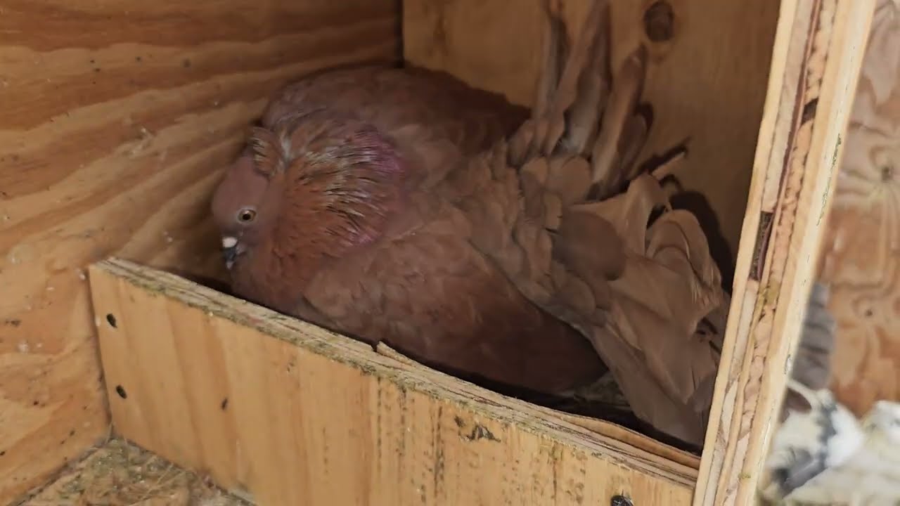 Breeding Season Officially Started Part 2 #like #subscribe