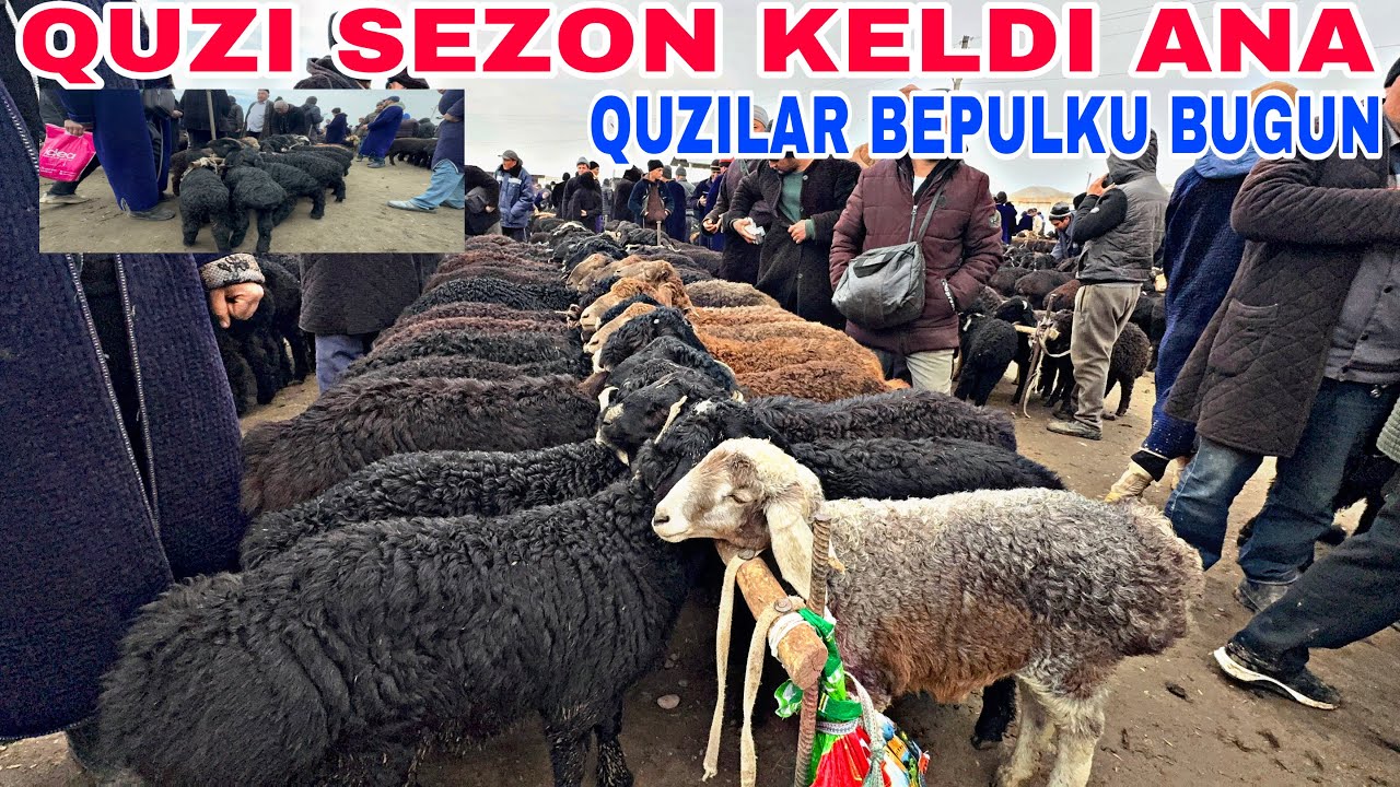 15-MART QARSHI KARVON MOL BOZORIDAN QUY QUZI NARXLARI 2026