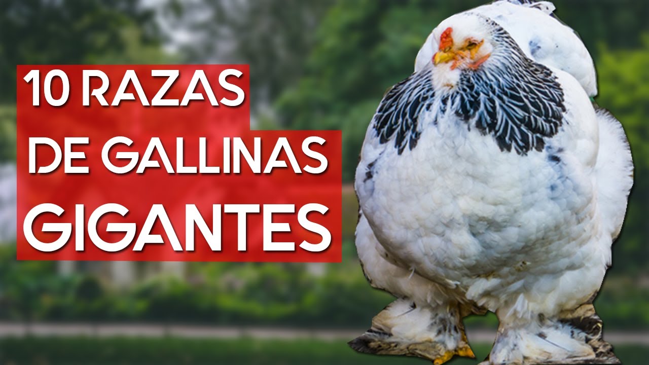 Top 10 Razas de gallinas m&aacute;s grandes y pesadas del mundo 🐔