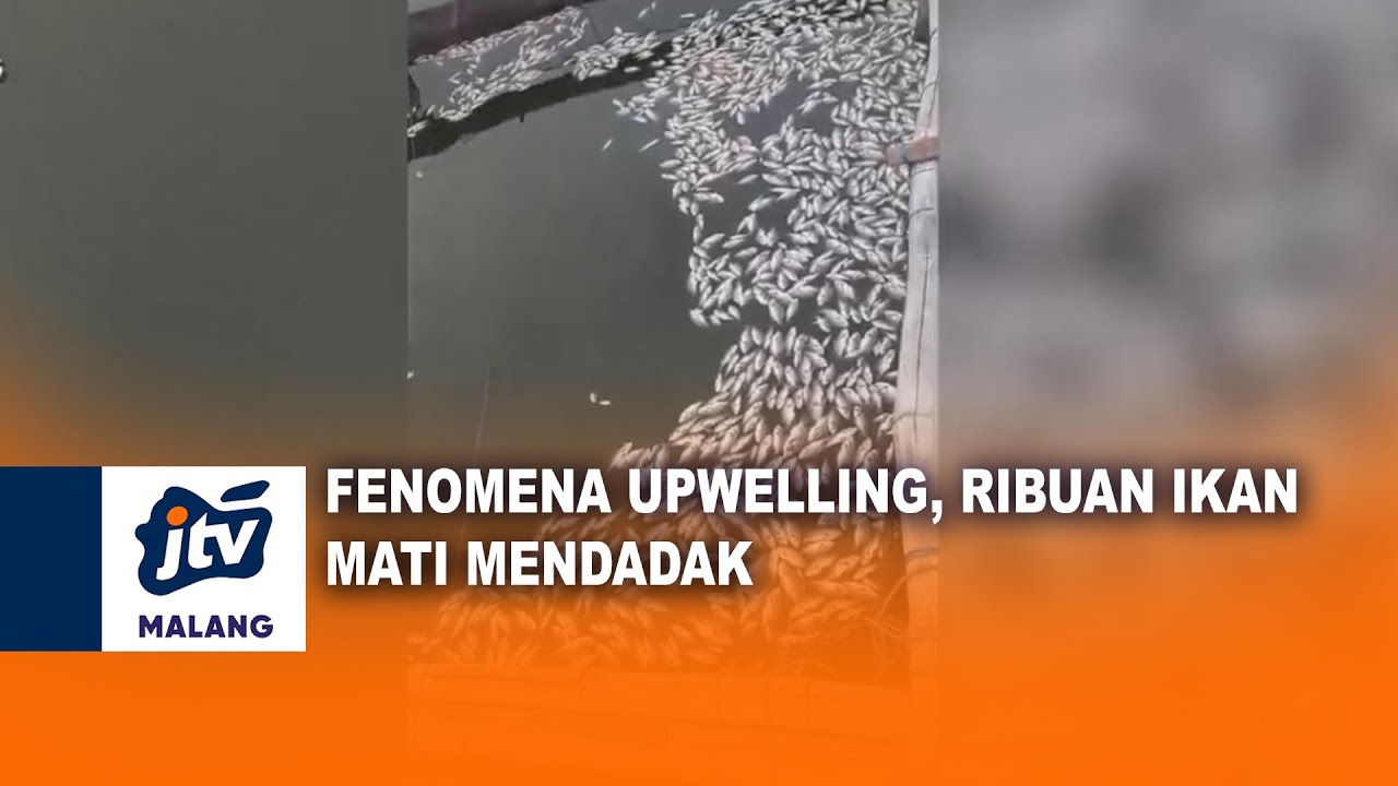 FENOMENA UPWELLING, RIBUAN IKAN MATI MENDADAK | JTV MALANG