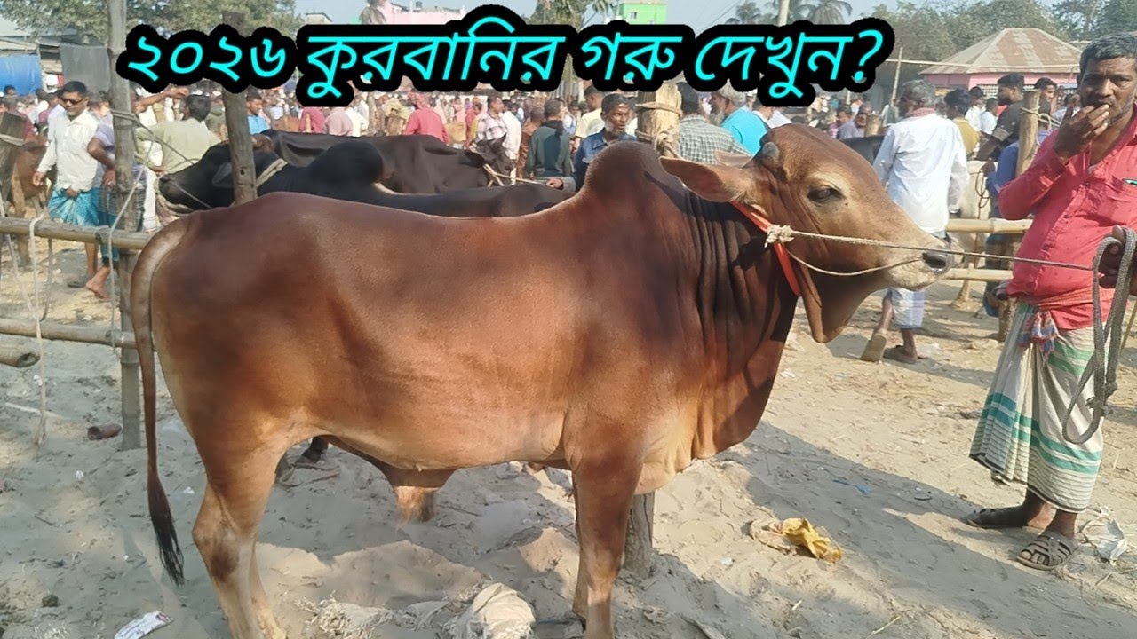 @আজ ৩০ জানুয়ারি ২০২৬ || ৭০,৮০,৯০,১লাখ ৮০ হাজারের মধ্যে গরু || cow prices in Bangladesh 2026