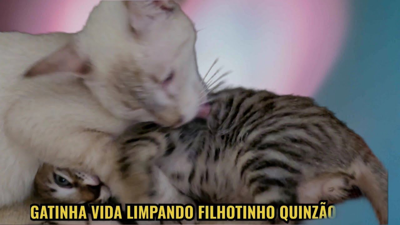 GATINHA VIDA LIMPANDO LINDO FILHOTINHO DE GATO QUINZÃO - RACIONAL FELINOS