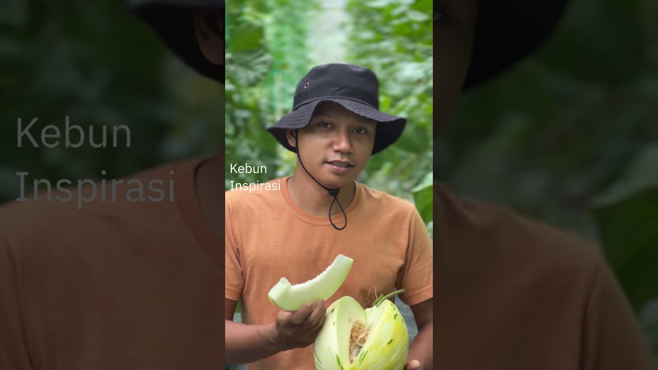 Panen melon hidroponik mirip dalmatian - jenis morning glory