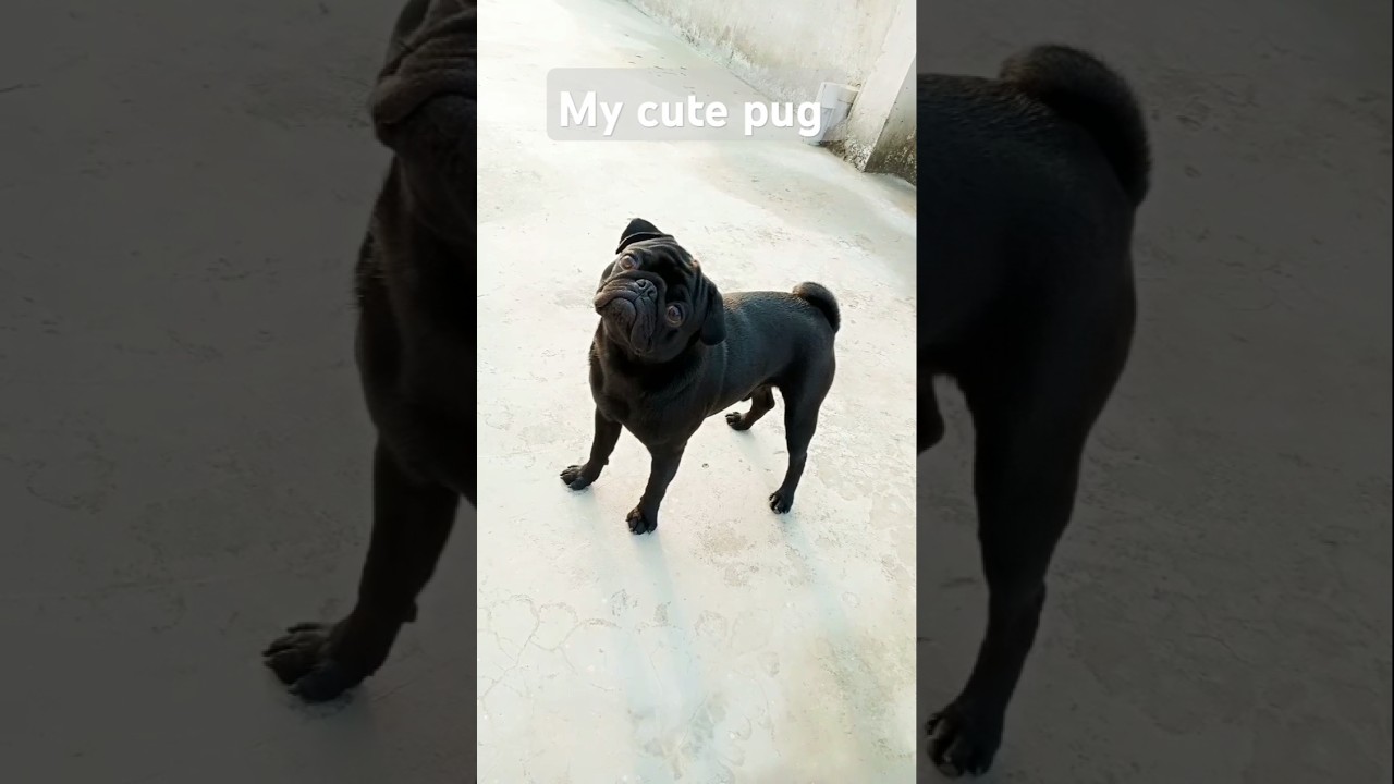 pug 