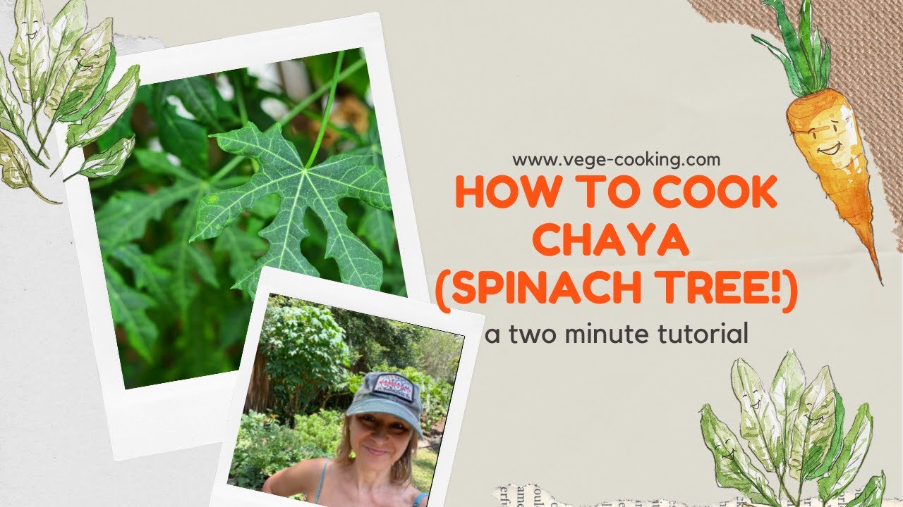 How to cook Chaya, the Spinach Tree