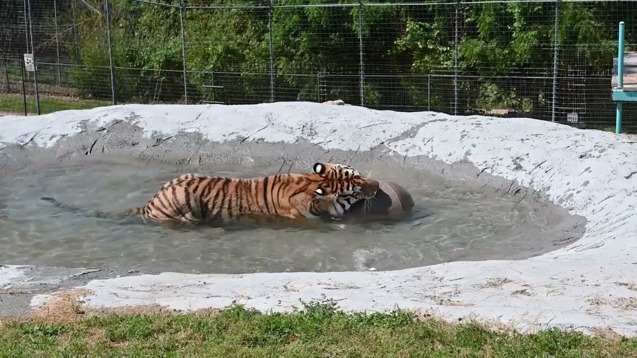 Big Cat Enrichment at Turpentine Creek