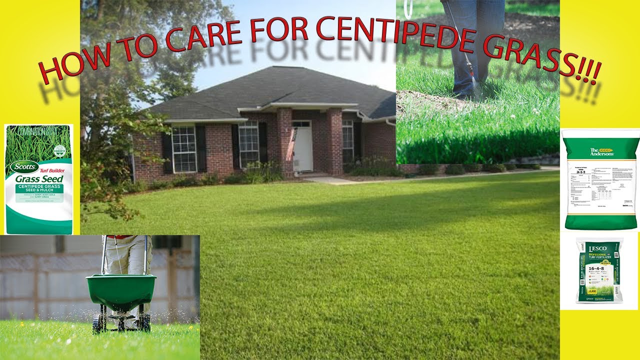 How to Care for Centipede Grass | fertilization | Mowing | Watering | Pest | Fungus | Weeds