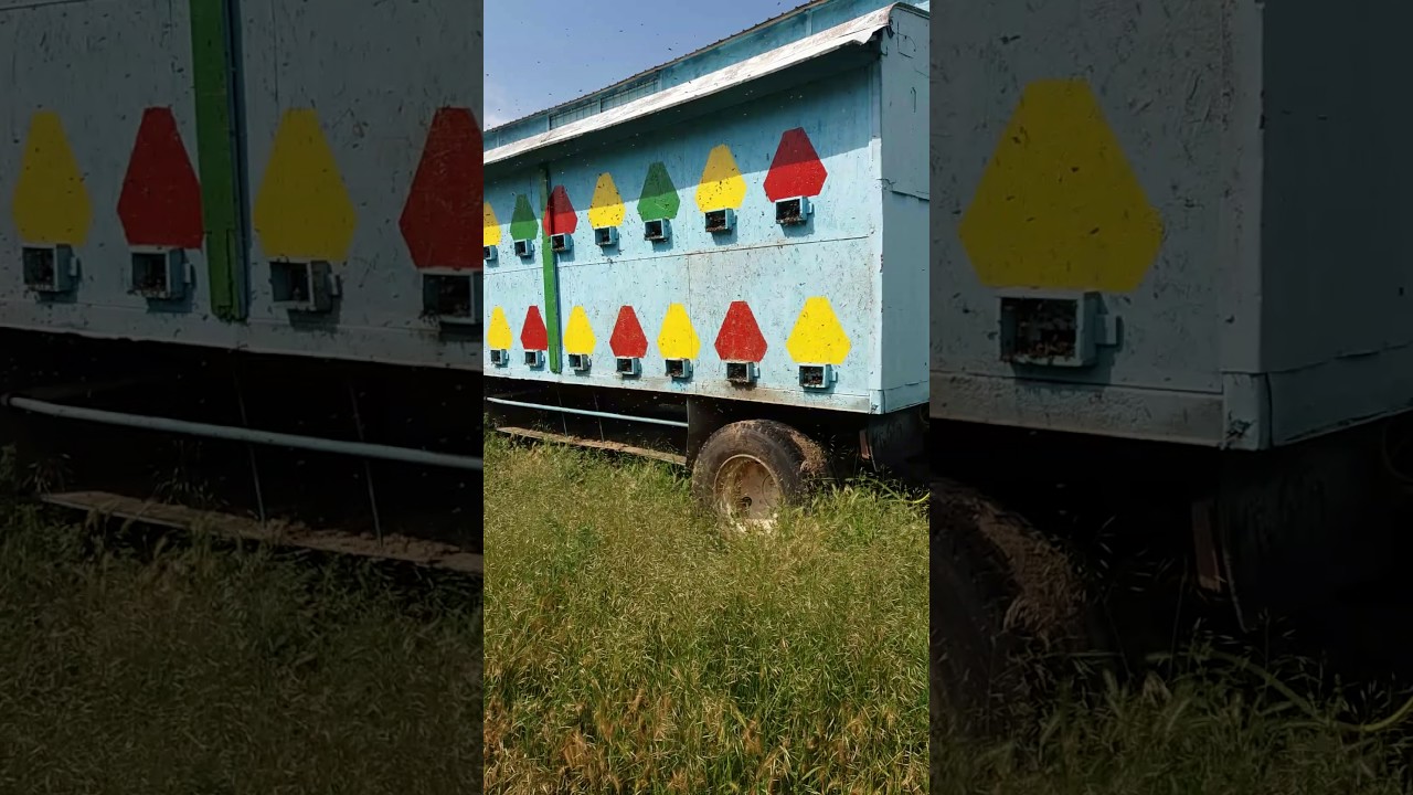 APICOLA BORDUSANI- TEI 2017