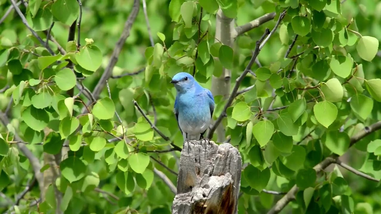 bluebird by Alexis Ffrench