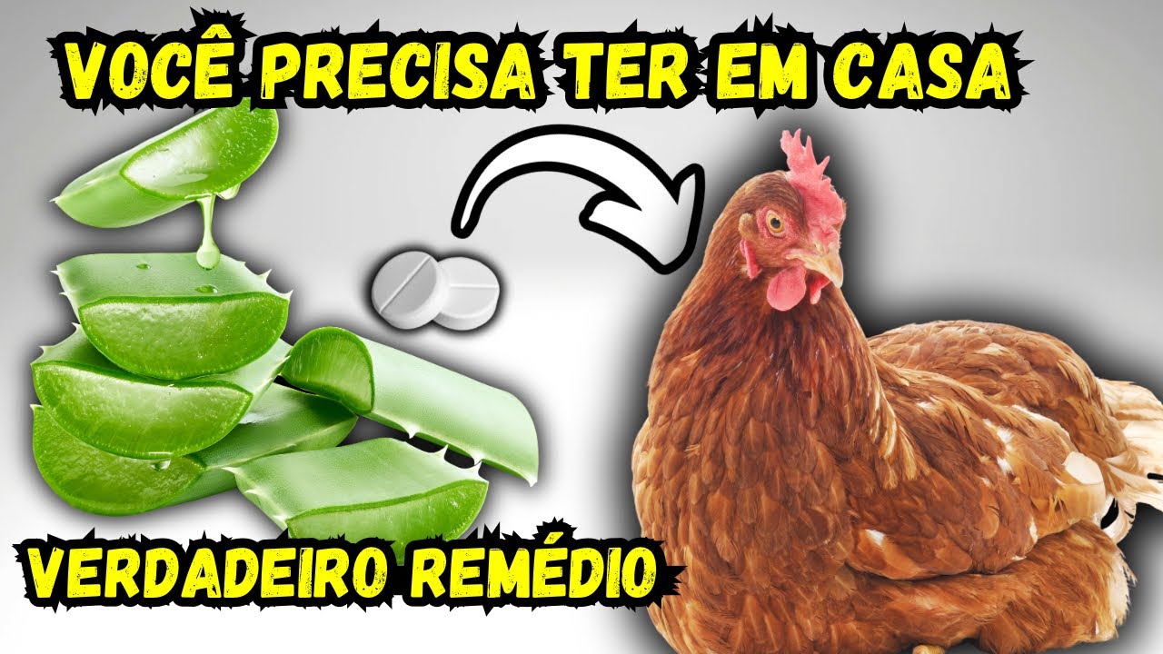 SE VOCÊ CRIA GALINHAS PRECISA TER ESSA PLANTA! CURA COCCIDIOSE, BOUBA E MUITO MAIS!