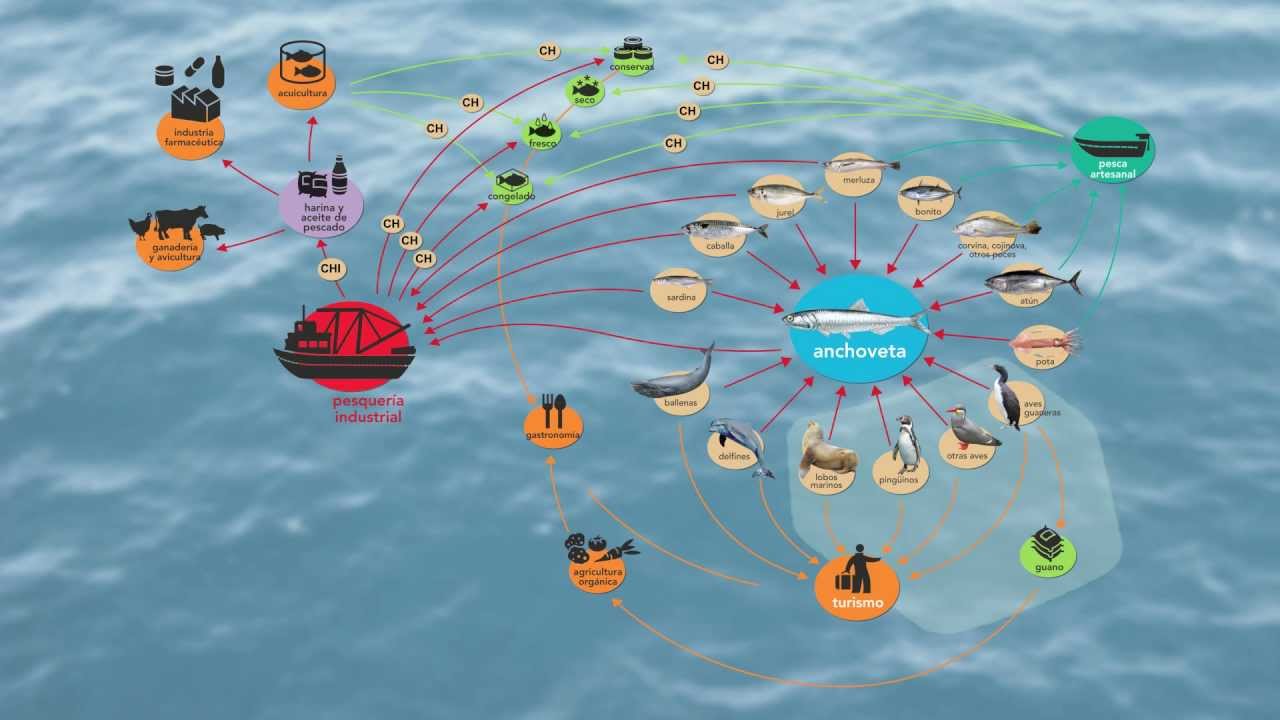 La anchoveta y su rol ecosistémico