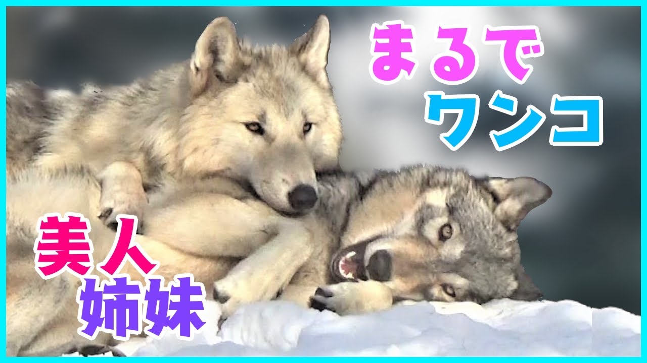まるでワンコ！美人すぎる姉妹【円山動物園 シンリンオオカミ】／ Timber wolf