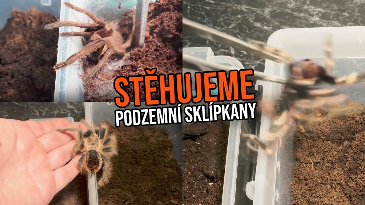 STĚHUJU NEJVĚTŠÍHO TRPASLIČÍHO SKLÍPKANA!!!