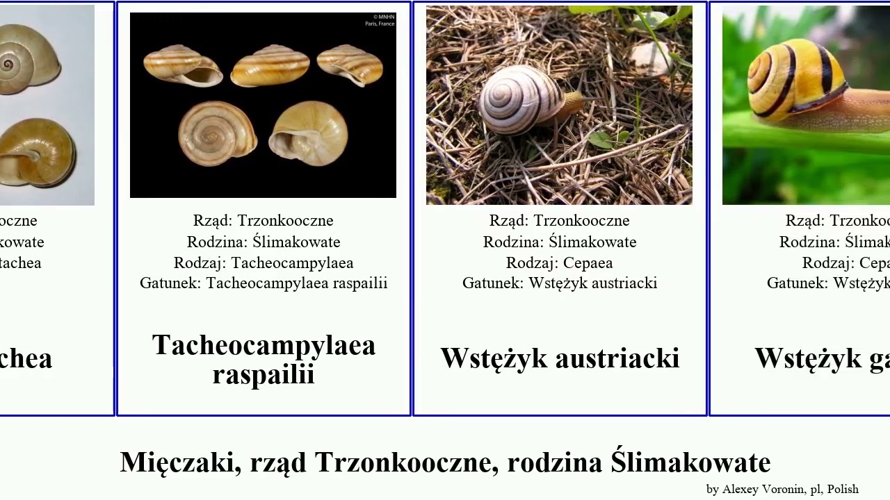 Mięczaki, rząd Trzonkooczne, rodzina Ślimakowate hemicycla mollusca modesta Wstężyk aspersa