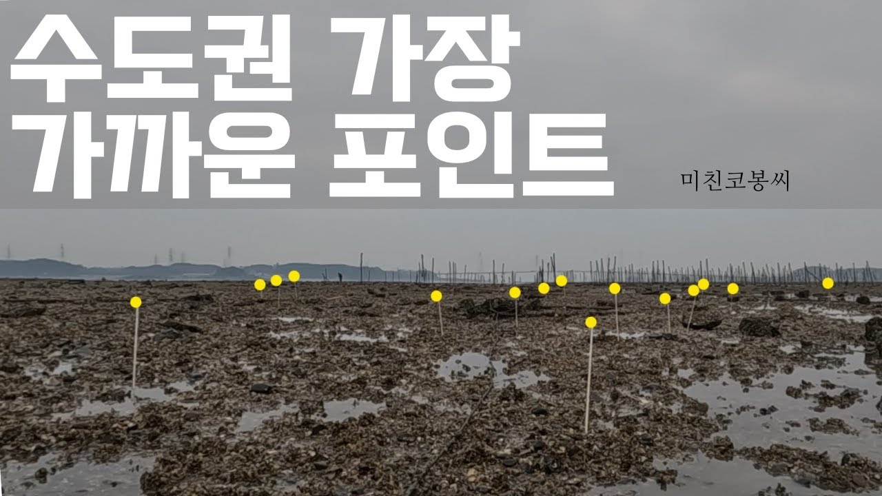 수도권에서 가장 가까운 그곳 (개조개 밭을 만나다)#해루질