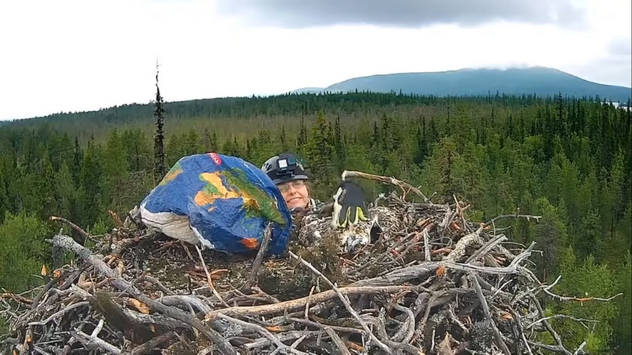 Muonio Osprey / Sääkset 29.7.2025_Rengastus / Ringing