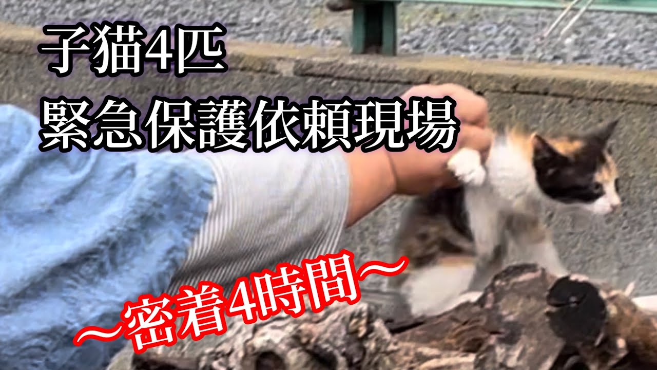 子猫の４匹緊急保護しました。