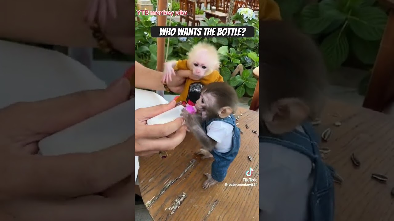 Baby Monkey Fight ￼