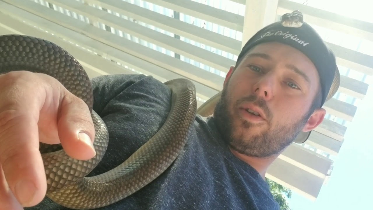 Breeding scrub pythons