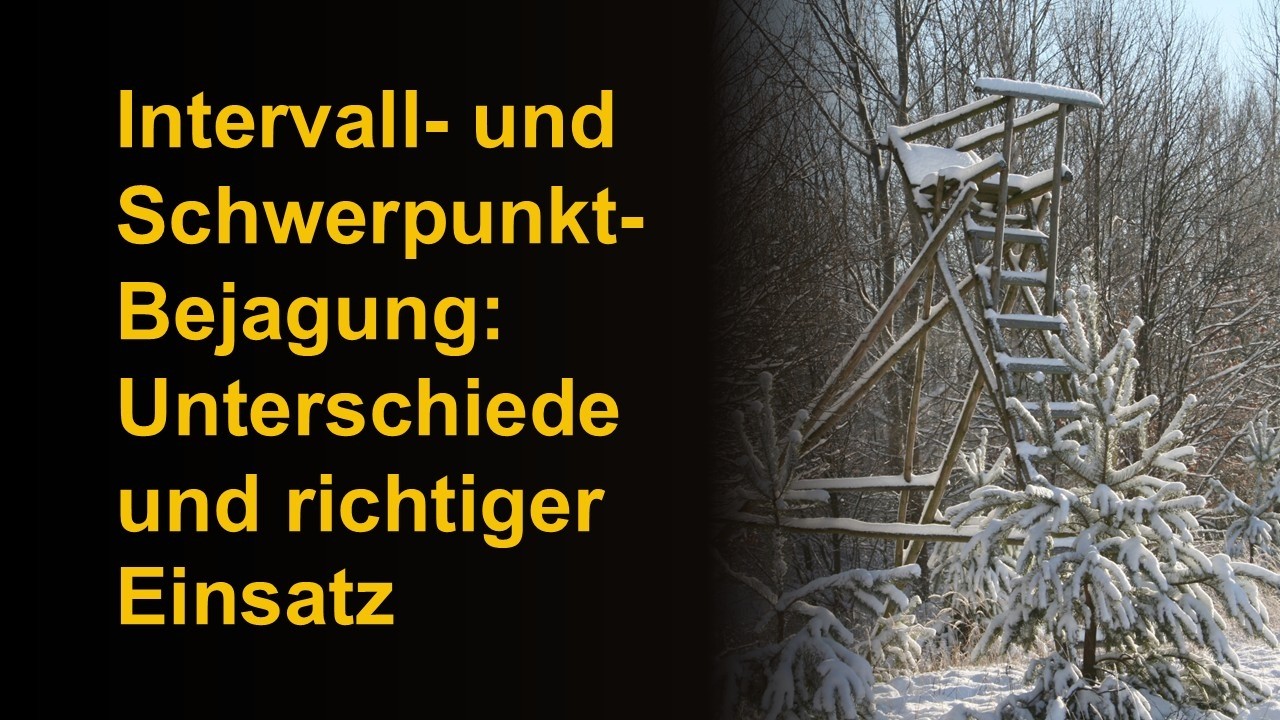 Intervall- und Schwerpunkt- Bejagung: Unterschiede und richtiger Einsatz