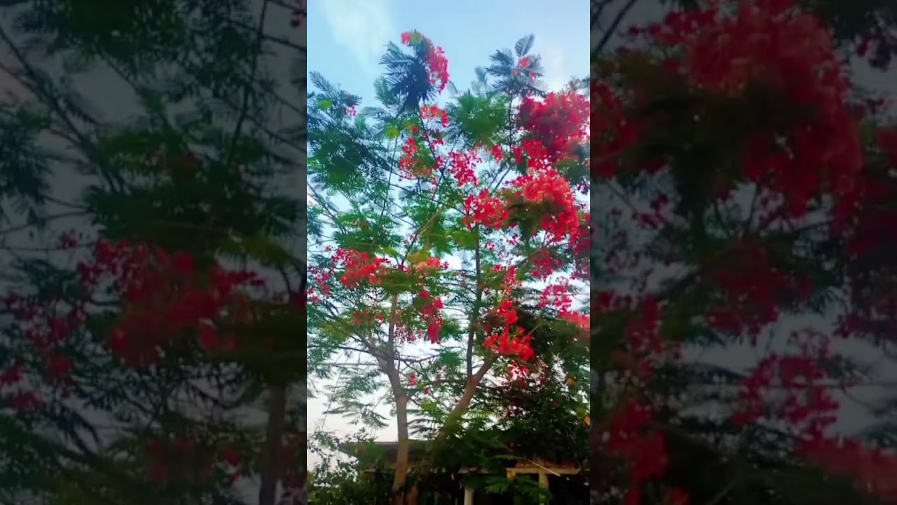 mosam and flowerng🏵️#shortvideo #flowers #viralvideo