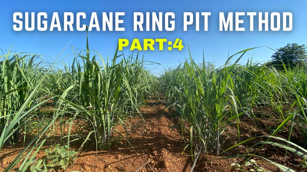 Ringpit method sugarcane PART -4  #organic #howtogrow