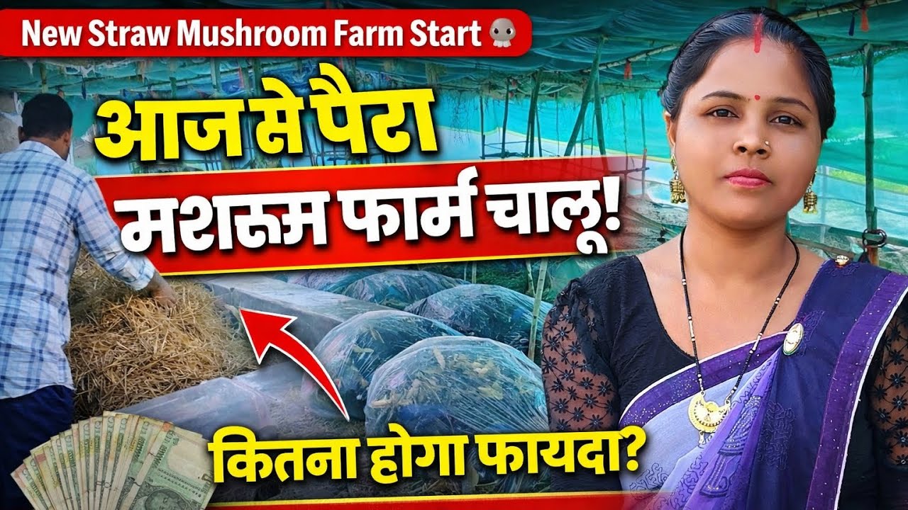 आज से पैरा मशरूम फार्म चालू 