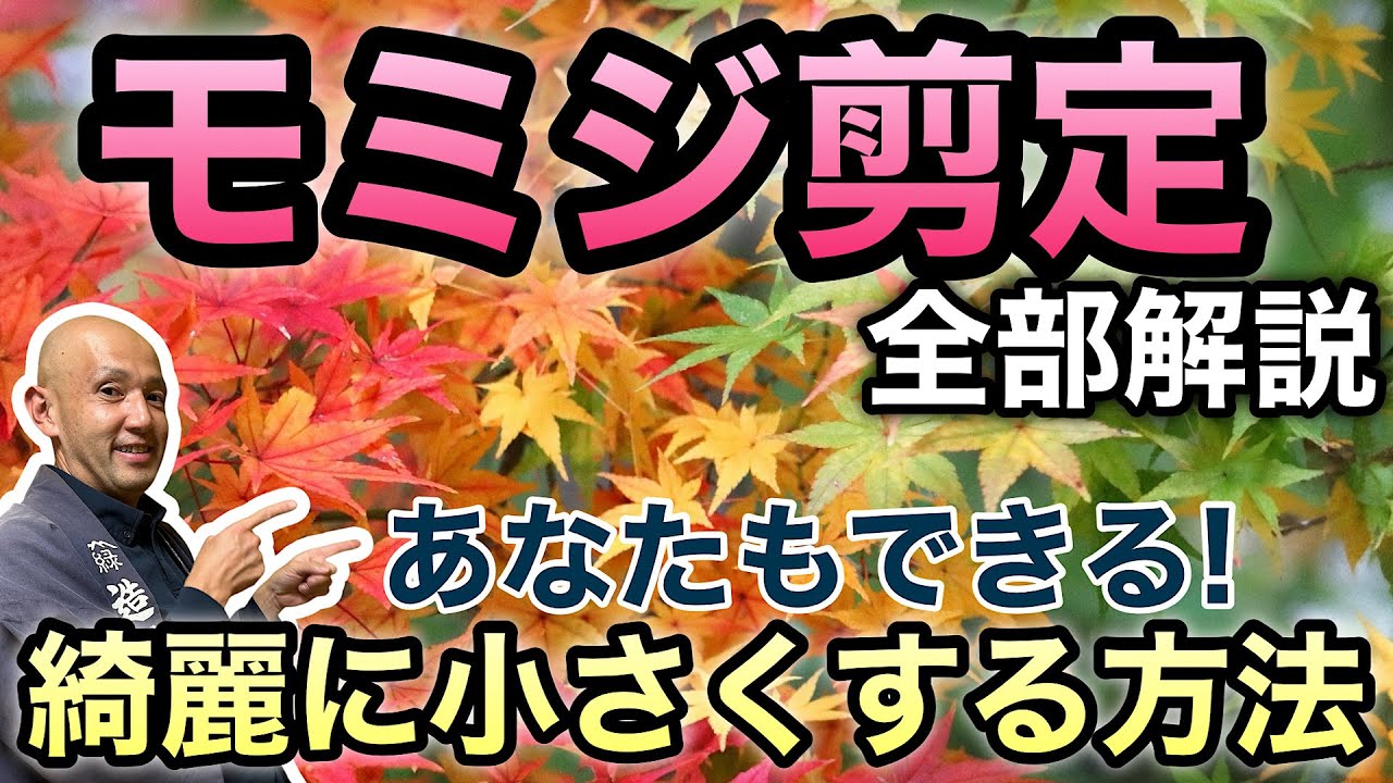 【１本まるごと解説！】大きくなったモミジをコンパクトに整える剪定法を、庭師がわかりやすく解説します。日当たり改善と落ち葉対策を両立できる、一石二鳥のコツを紹介！