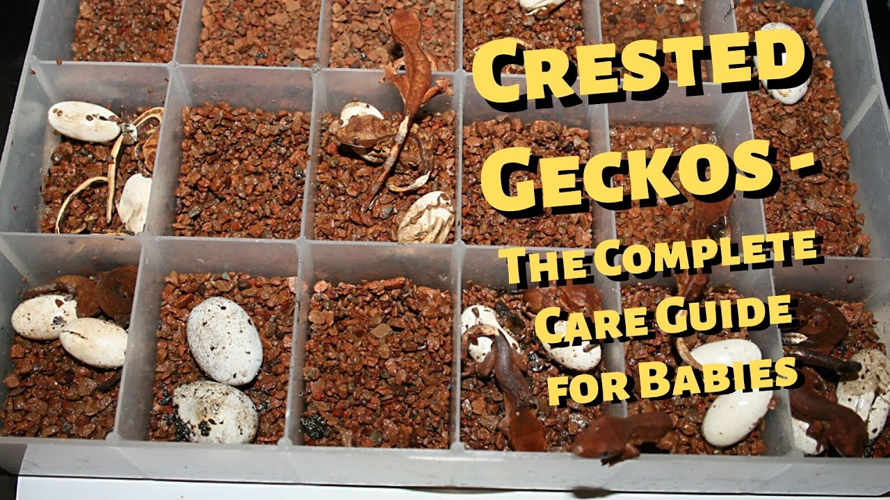 Crested Geckos   The Complete Care Guide for Babies