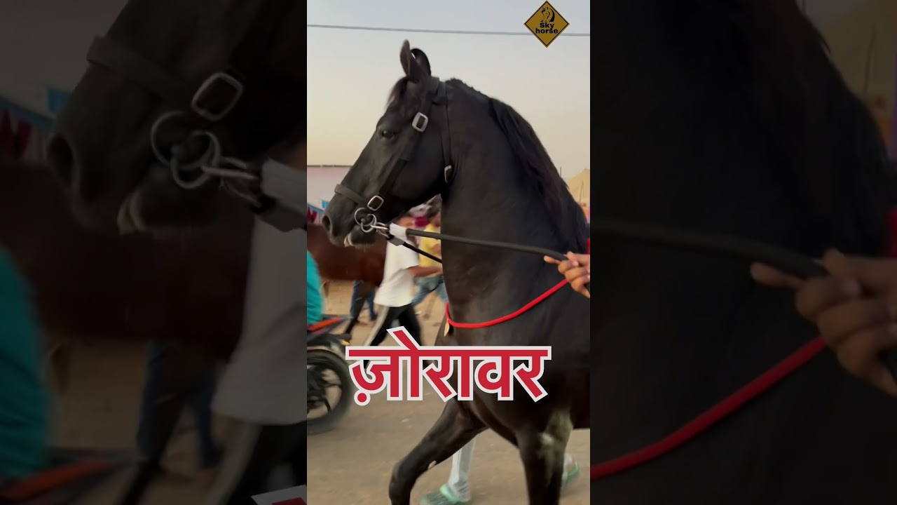 #horse #indianhorsemela #pushkarmela2024 #pushkarhorsefair #horsefan #skyhorse #shortvideo
