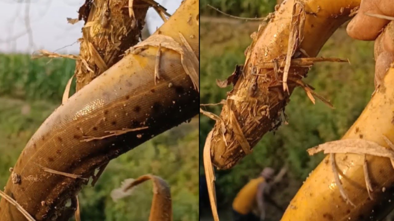 Eel Fish Catching 