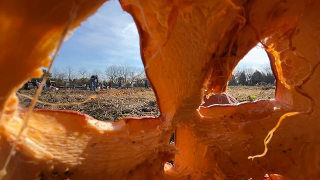 Release climate change rage with area Pumpkin Smash events