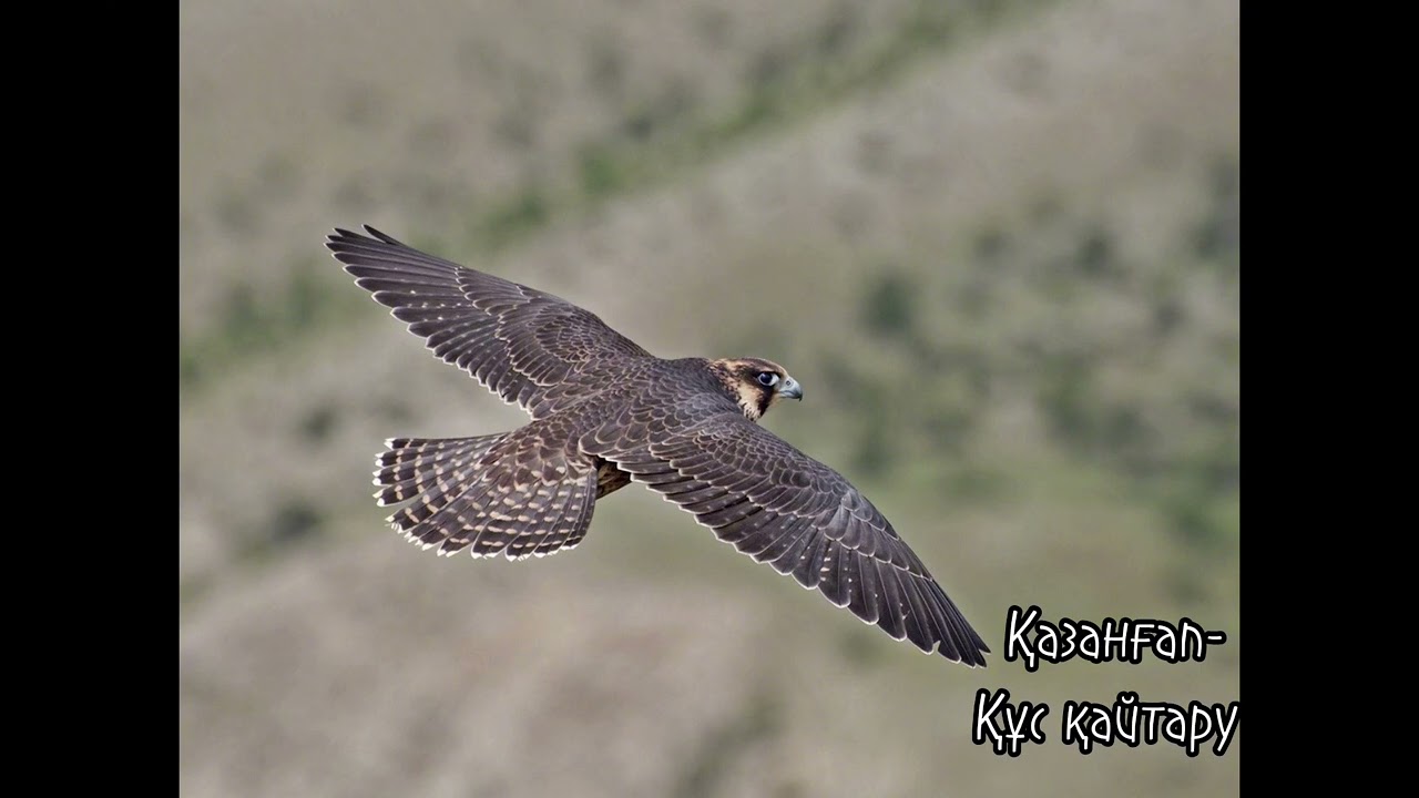 Қазанғап 