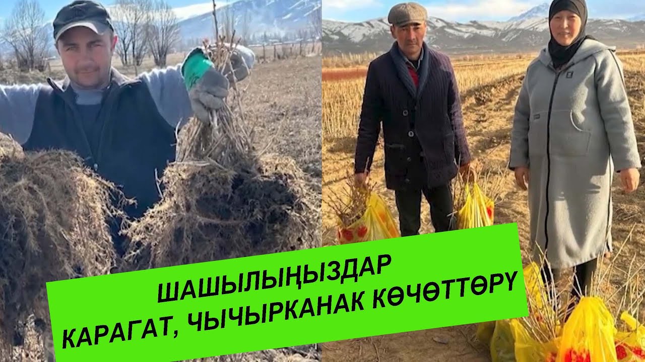 Көчөттөр сатылууда! Шашылыңыздар, жетишип калыңыздар  #фермер #карагат