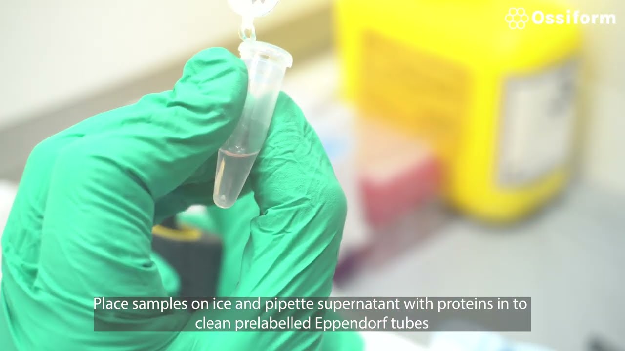 Protein extraction on P3D Scaffolds