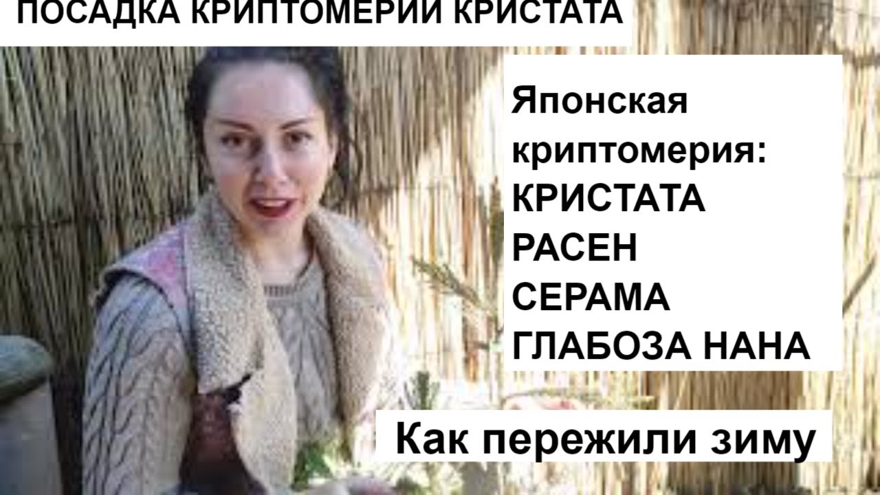 ОБЗОР САДА-Криптомерия в саду | Японская криптомерия 4 РАЗНЫХ ВИДА | зимовка, посадка