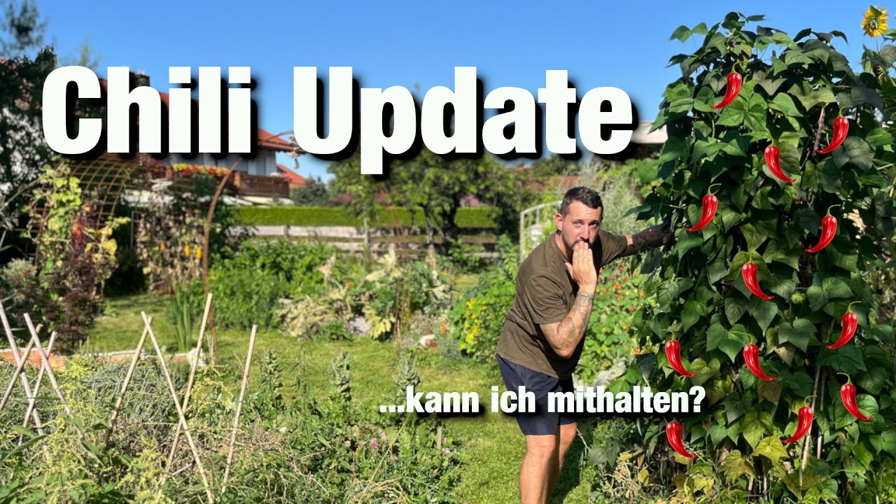 Chili Update, was ist mein Geheimnis, größte Pflanze