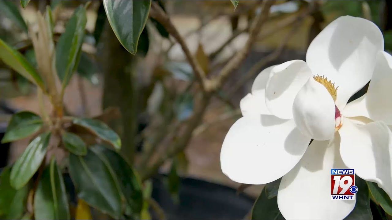 Garden Tips: Southern Magnolia