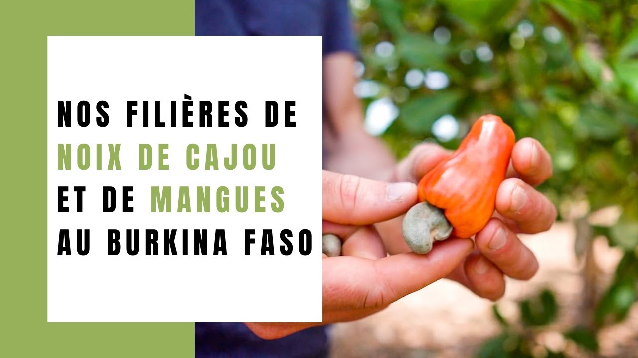 Découvrez nos filières de noix de cajou et de mangues au Burkina Faso