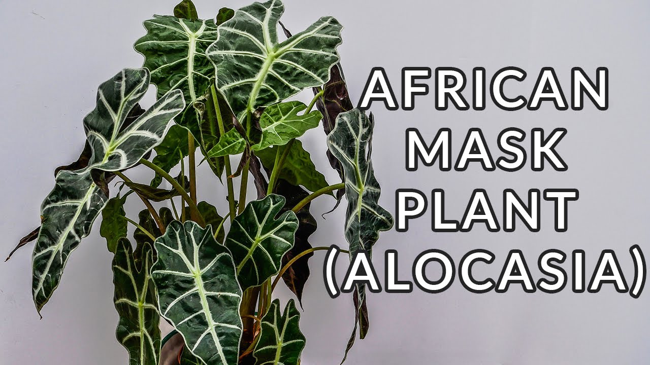 AFRICAN MASK PLANT (ALOCASIA) CARE & GROWING TIPS/JoyUsGarden