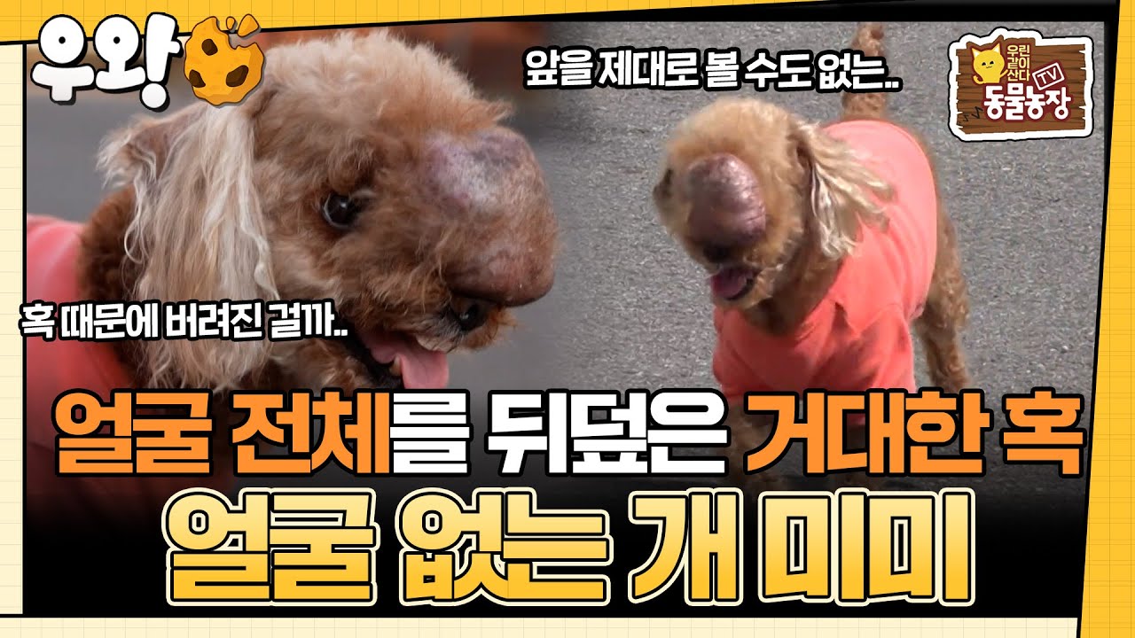 [🥐‍️#우왕] 순천의 한 동네에서 목격된 얼굴 없는 강아지.. 외형 때문에 버려진 걸까? 거대한 혹으로 뒤덮인 한 강아지의 사연 #TV동물농장 #우와한비디오 #우와비