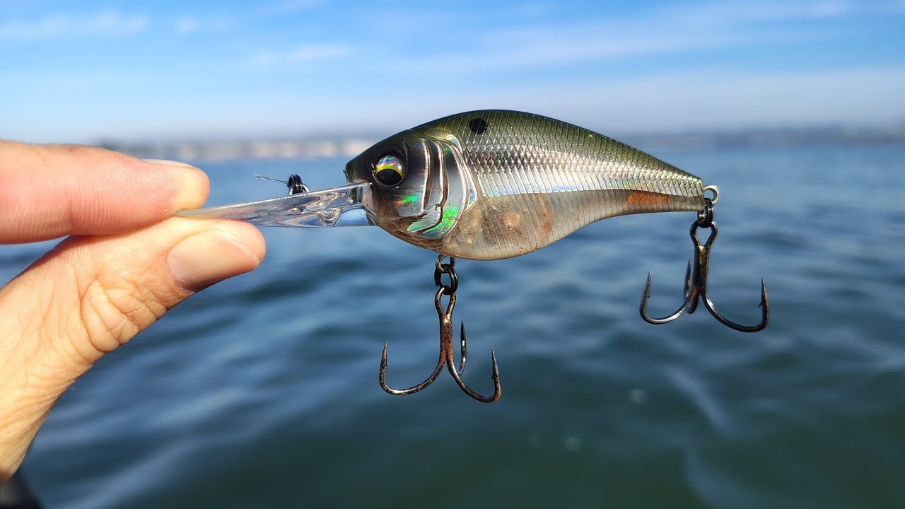 Fishing Crankbaits During The Fall For Spotted Bay Bass