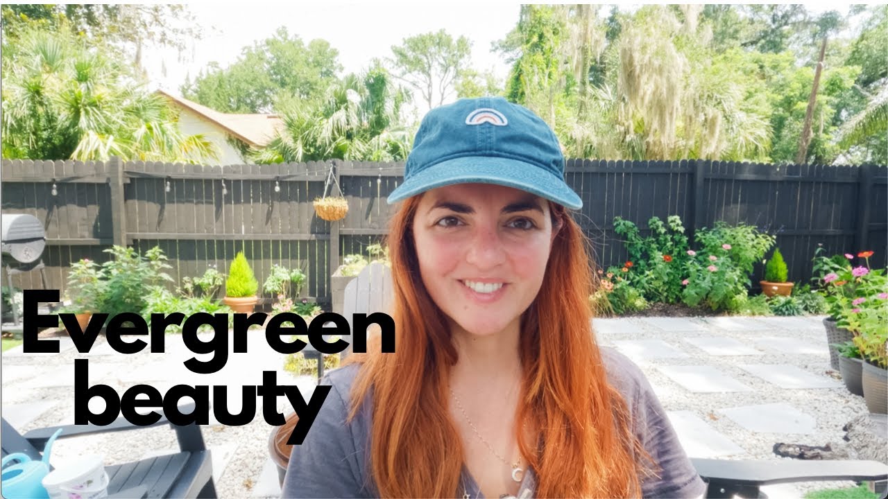 Supertunia bubblegum and other garden updates + Hinoki cypresses